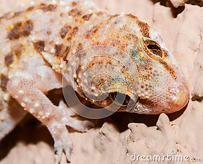 Curious Gecko Head Shot
