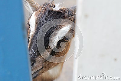 Curious goat