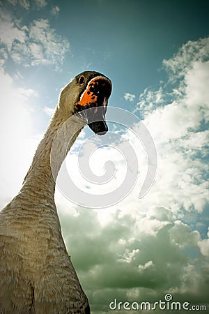 Curious goose