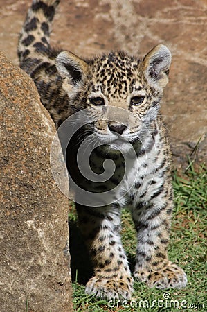 Curious jaguar cub