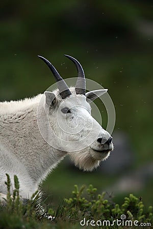 Curious Mountain Goat