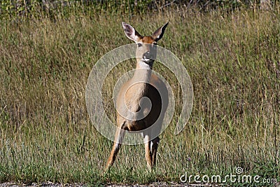 Curious Mule Deer