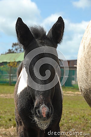 Curious new born foal close up