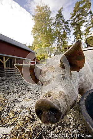 Curious Pig