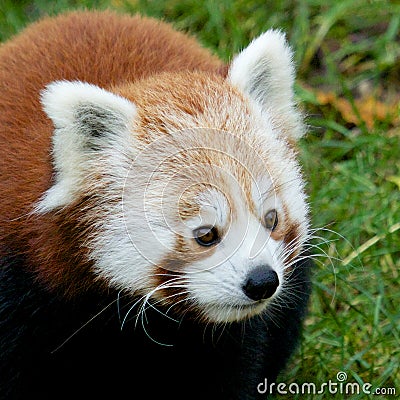 Curious Red Panda 1