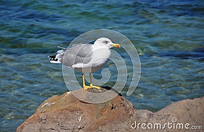 Curious Seagull on the Rocks