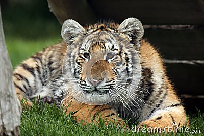 Curious Tiger Cub