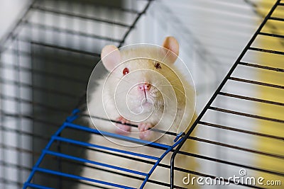 Curious white rat