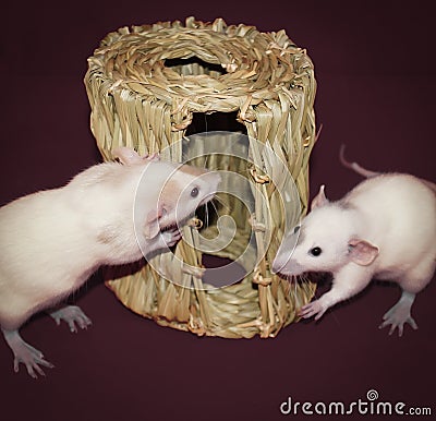 Curious White Rats Investigating Hay Chew Hut