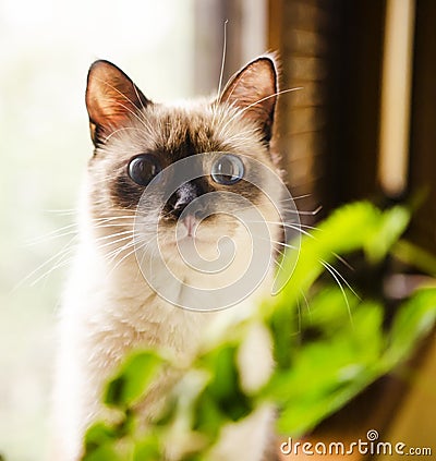 Curious wide-eyed kitten