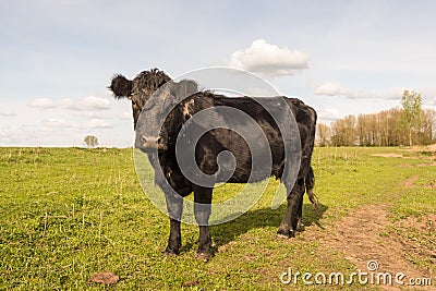 Curiously looking black cow standing alone