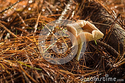 Curl Up Mushroom
