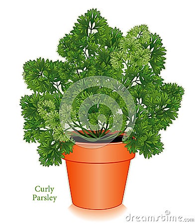  - curly-parsley-herb-clay-flower-pot-flowerpot-do-yourself-gardening-fresh-flavorful-leaves-widely-used-middle-eastern-31129051