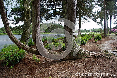 tree curve towards stock photos tree curve towards stock images alamy curved tree stock photo image 54120301 tree curve towards stock photos tree curve towards stock images alamy curved tree stock photo image 54120301