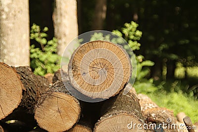 Cut logs with forest background