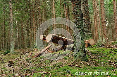 Cut trees in forest