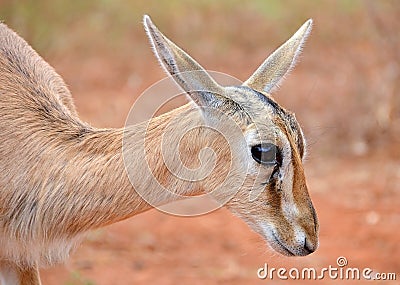 Cute Baby Antelope Head Closeup Stock Photos - Image: 26823723