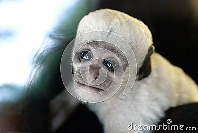 Cute baby black and white Colobus monkey