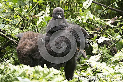 Gorilla Baby on mums back