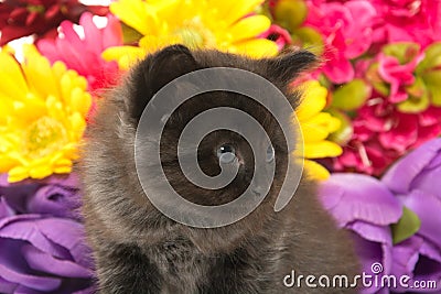 Cute baby kitten and flowers