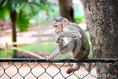 Cute baby monkey doing funny yoga