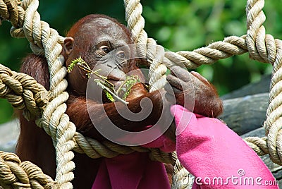 Cute baby orangutan