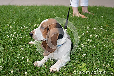 Cute Basset Hound Puppy on Leash