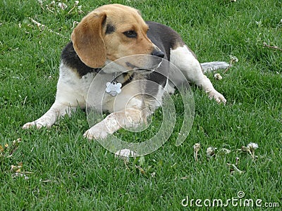 Cute Beagle Picture