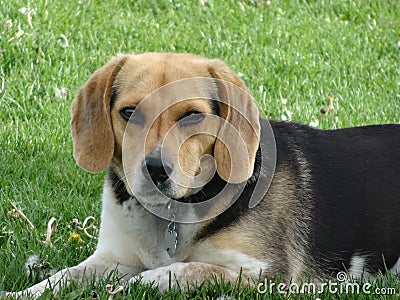 Cute Beagle Picture