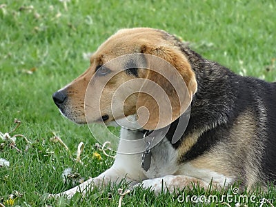 Cute Beagle Picture