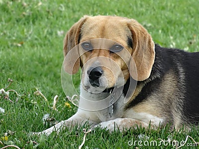 Cute Beagle Picture