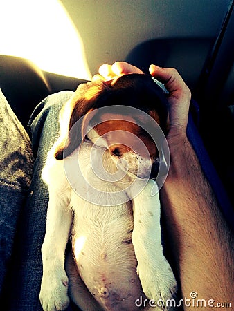 Cute Beagle puppy laying on his back