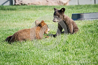 Cute bear cubs