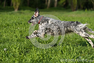 Cute blue belton English Setter dog is running cross on a meadow