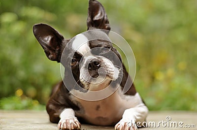 Cute boston terrier tilted head