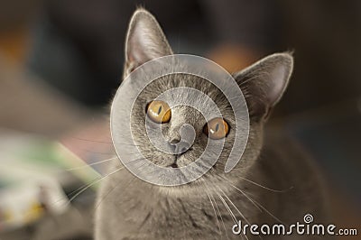 Cute british shorthair cat staring at the camera