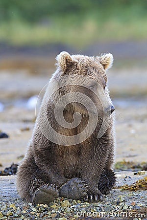 Cute brown bear resting by stream