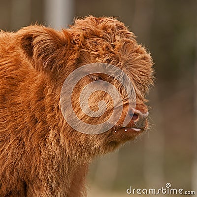 Cute calf of highland cattle have have milk around the mouth