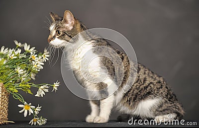 Cute cat and flowers