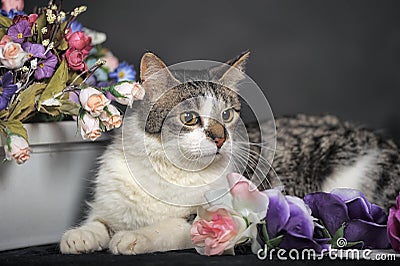 Cute cat and flowers