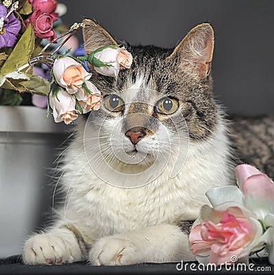 Cute cat and flowers
