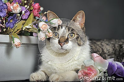 Cute cat and flowers