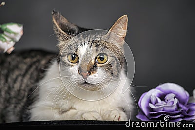 Cute cat and flowers