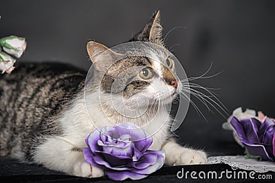 Cute cat and flowers