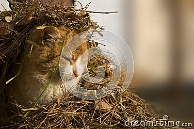 Cute cat in the needles