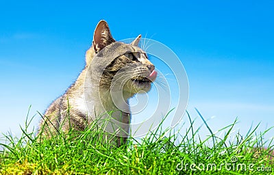 Cute cat outdoor portait