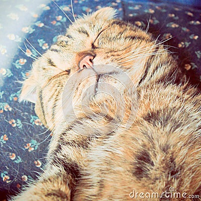 Cute cat sleeping on the bed with retro filter effect