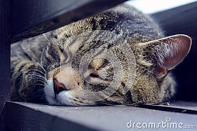 Cute cat sleeping and resting