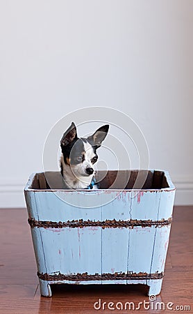 Cute Chihuahua in a blue wood box