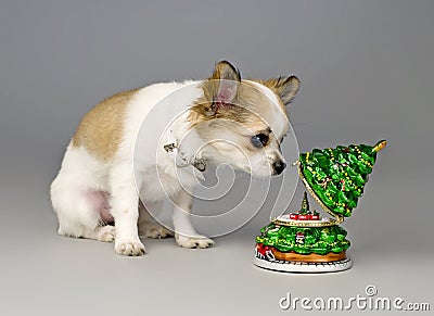 Cute chihuahua puppy listening Christmas music box